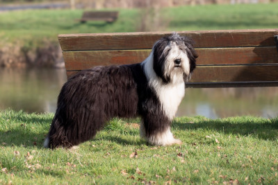 Étalon Bearded Collie - Alloway Of Pure Magic Wood