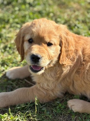Étalon Golden Retriever - Beautiful Ruby Of Happy Golden Valley