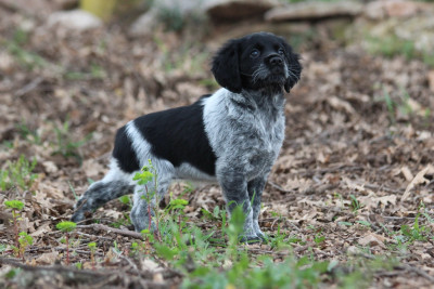 Étalon Epagneul Breton - Blue From The Mist Of The Hills