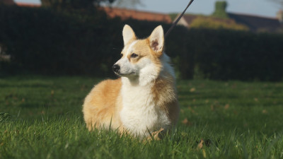 Étalon Welsh Corgi Pembroke - ARLETTE Des Terres De Beaulieu