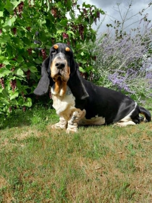 Étalon Basset Hound - Ukini (Sans Affixe)