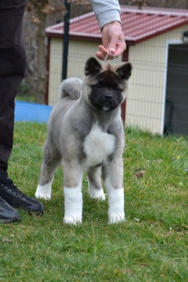Étalon Akita americain - Anouchka Des Griffes D'Artio