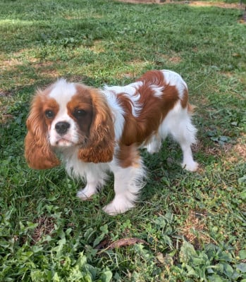 Étalon Cavalier King Charles Spaniel - USCHI du Clos des Andréas