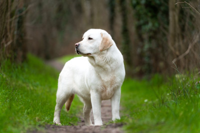 Étalon Labrador Retriever - Always Remember Me Du Royaume De Lecki