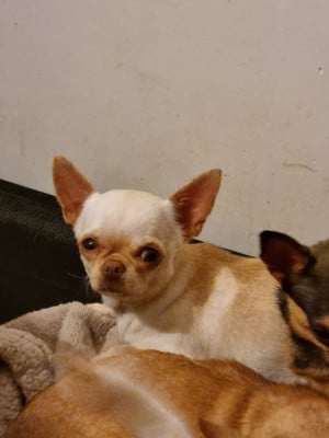 Étalon Chihuahua - Velina Of Little Dog's Paradise