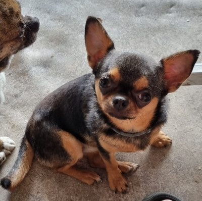 Étalon Chihuahua - Violette Of Little Dog's Paradise