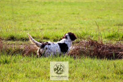 Étalon Petit Epagneul de Münster - Asta Vom hundegelaut