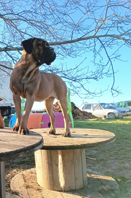 Étalon Cane Corso - Avana Guardiani Di Cerbero