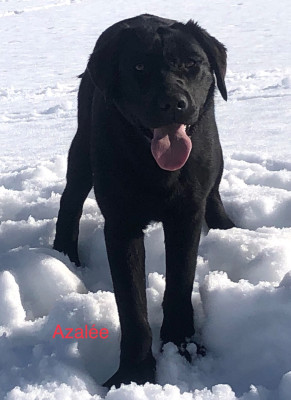 Étalon Labrador Retriever - Azalee By Champs'Or