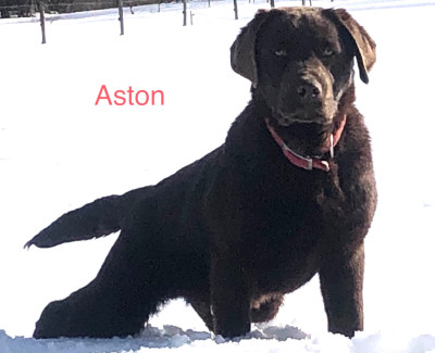 Étalon Labrador Retriever - Aston du Haras des Ifs