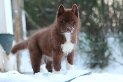 Étalon Siberian Husky - Your are the whisper of love Of The Nordic Empire