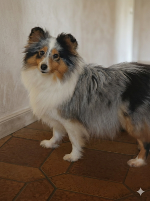 Étalon Shetland Sheepdog - Uriah Blue du Domaine des Sentinelles