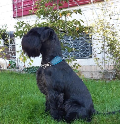 CH. Cooper Von der Oeschbande