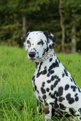 Étalon Dalmatien - Voona De Douce Etoile Flora