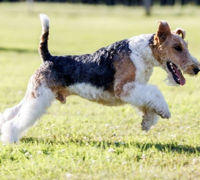 image de Salto des rives du haut salat