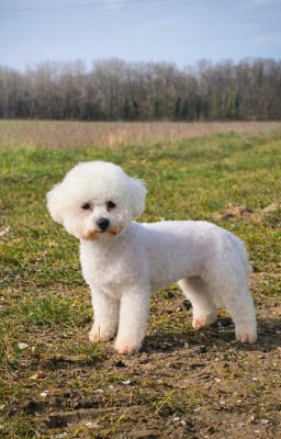 Étalon Bichon Frise - Vichy Du Royaume Des Quatre Pattes