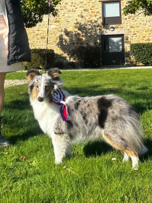 Étalon Shetland Sheepdog - Alya Déesse De La Forêt De Milassya