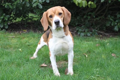 Étalon Beagle - Téa Des petites brosses