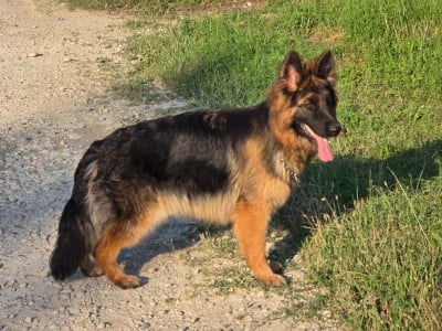 Étalon Berger Allemand Poil Long - Vénus Des Bergers Des Balmes