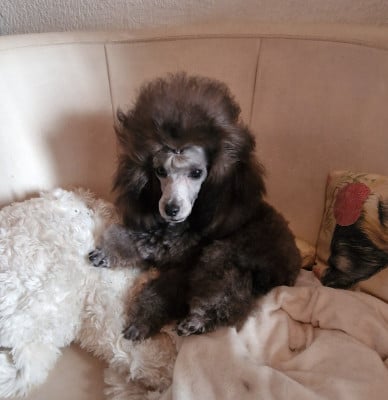 Étalon Caniche - Silver joker Number one