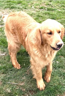 Étalon Golden Retriever - VERY CHIC VENI VIDI VICI De La Tribu De Cochise