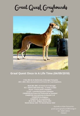 Étalon Greyhound - CH. Graal-Quest Once in a Life Time