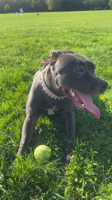 Étalon American Staffordshire Terrier - Ulya dit Genna (Sans Affixe)