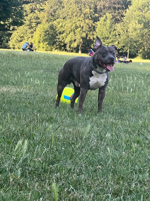 Étalon American Staffordshire Terrier - Pacha dit kyser (Sans Affixe)