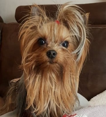 SHERRY De la villa du sieur paoli