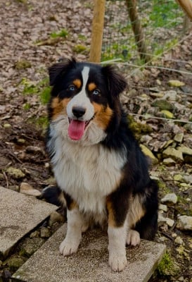 Étalon Berger Australien - Arkan des Chemins d'Iris