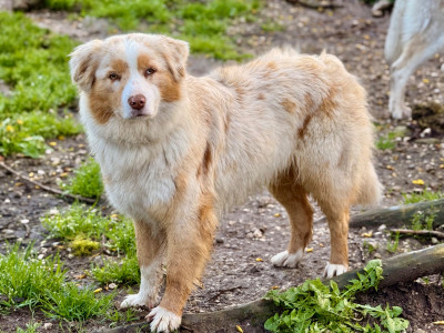 Étalon Berger Australien - V'Tatooine (Sans Affixe)