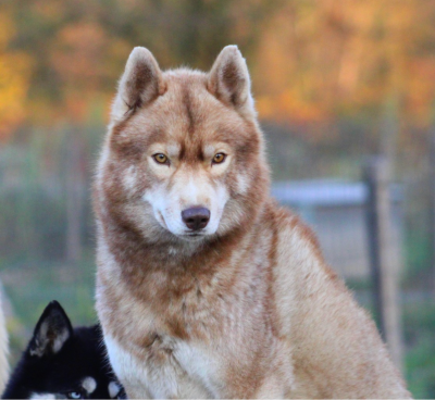 Étalon Siberian Husky - luxury life Cinzano dit Rkann