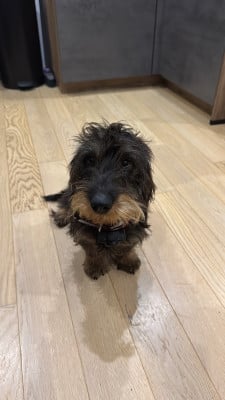 Étalon Teckel poil dur - Theke de la Cornée des Chats