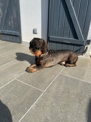 Étalon Teckel poil dur - SALTO De La Roche Aux Sangliers