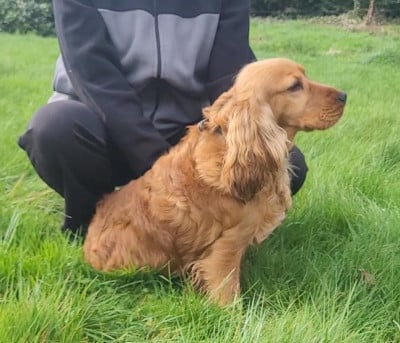 Étalon Cocker Spaniel Anglais - vaillant Des Vents D'Océan