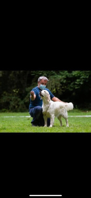 Étalon Golden Retriever - Requiem d'un soir d'été De La Cité Des Ribeaupierre