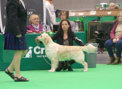 Étalon Golden Retriever - CH. terra di siena Flowers Never Bend With The Rain Fall