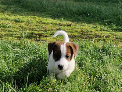 Étalon Jack Russell Terrier - Borealis Northern Lights De La Colombe Martiniquaise