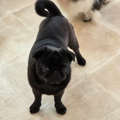 Étalon Carlin - AUSTRALE Des muses du haut forez