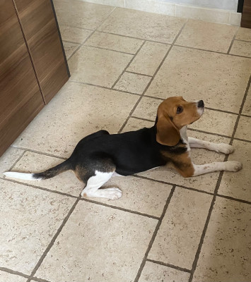 Étalon Beagle - Vipere Des Hauts De Milhac