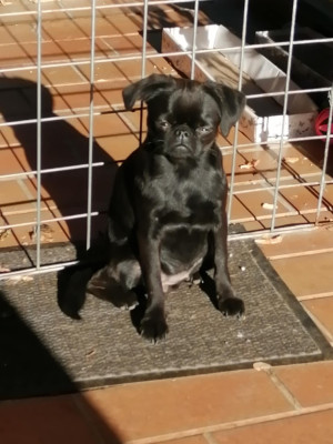 Étalon Petit Brabançon - darisvet Sunshine