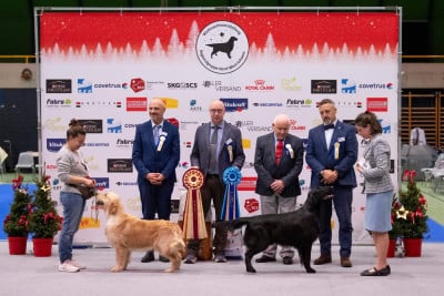 Étalon Golden Retriever - Vent D Liberte De La Cité Des Ribeaupierre