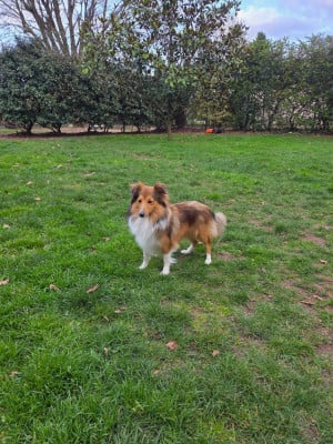 Étalon Shetland Sheepdog - Vestale Gold du Cèdre Enchanté