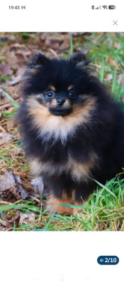 Étalon Spitz allemand - ABBA du domaine de la Tournelle