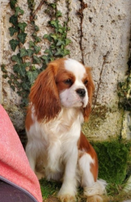 Étalon Cavalier King Charles Spaniel - absolut de la maison du ryez