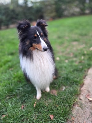 Étalon Shetland Sheepdog - Sirius Lake Vasco-De-Gama