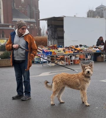 Étalon Berger de Picardie - ARYA du domaine de sursaint