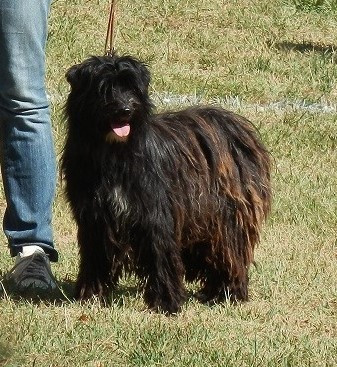 Étalon Berger des Pyrenees à poil long - RIMAYE de Loubajac