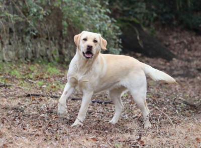 VAHINE Des Vallées De Galway