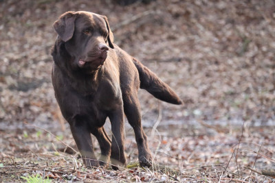 VERS L'INFINI ET AU DELA (BUZZ) De Pont Barreau